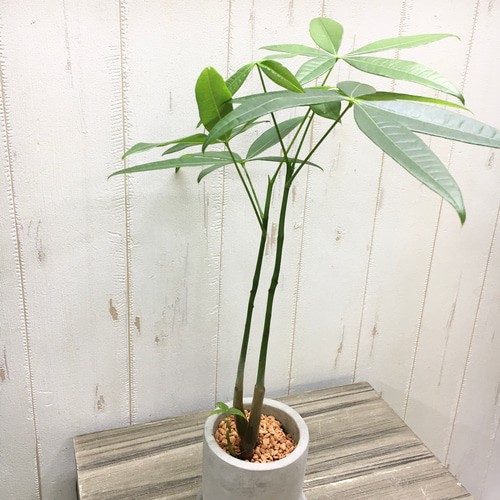 ☆数量限定☆ 実生♡ 株立ち ミニサイズ パキラ セメントポット