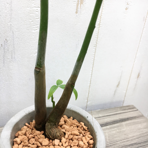 ☆数量限定☆ 実生♡ 株立ち ミニサイズ パキラ セメントポット