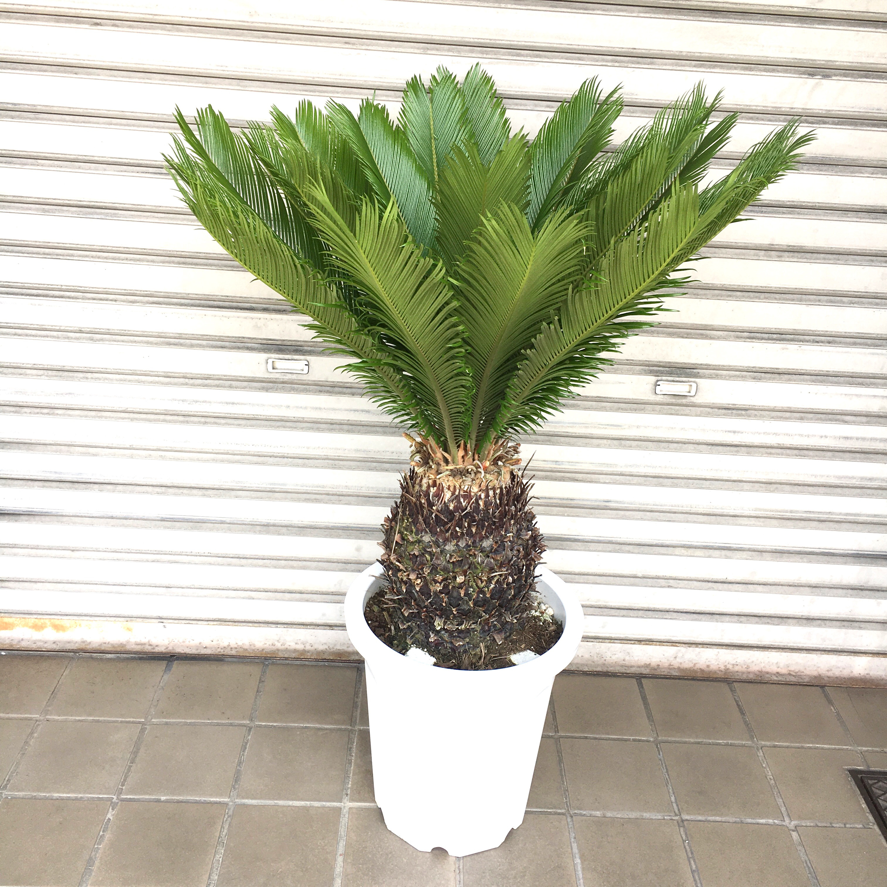 ソテツ株立ちかなりいい形です。