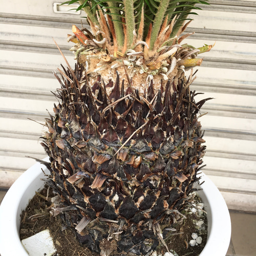 特大株♡ 蘇轍 ソテツ Cycas revoluta 10号 その他インテリア雑貨 