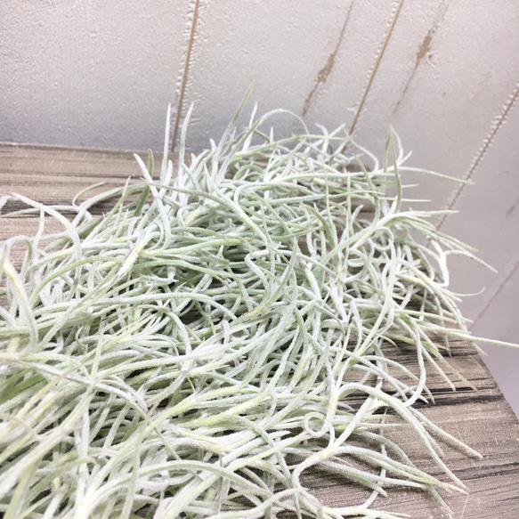 希少 エアプランツ チランジア　ウスネオイデス 太葉　Tillandsia usneoides スパニッシュモス 9枚目の画像