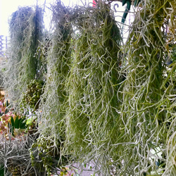 希少 エアプランツ チランジア　ウスネオイデス 太葉　Tillandsia usneoides スパニッシュモス 2枚目の画像