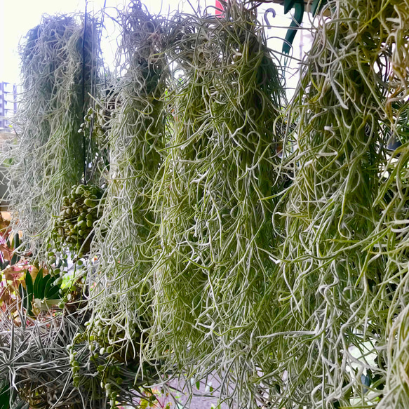 希少 エアプランツ チランジア　ウスネオイデス 太葉　Tillandsia usneoides スパニッシュモス 2枚目の画像