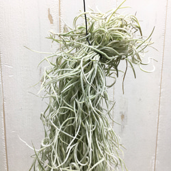 希少 エアプランツ チランジア　ウスネオイデス 太葉　Tillandsia usneoides スパニッシュモス 3枚目の画像