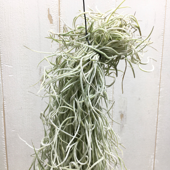 希少 エアプランツ チランジア　ウスネオイデス 太葉　Tillandsia usneoides スパニッシュモス 3枚目の画像