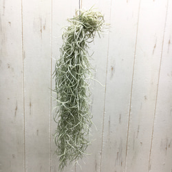 希少 エアプランツ チランジア　ウスネオイデス 太葉　Tillandsia usneoides スパニッシュモス 1枚目の画像