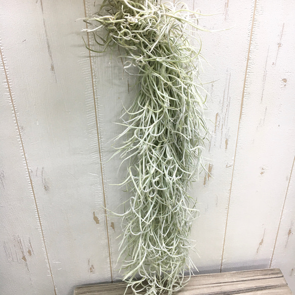 希少 エアプランツ チランジア　ウスネオイデス 太葉　Tillandsia usneoides スパニッシュモス 6枚目の画像