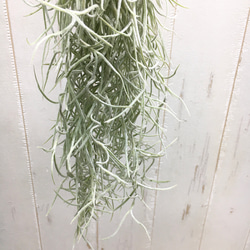 希少 エアプランツ チランジア　ウスネオイデス 太葉　Tillandsia usneoides スパニッシュモス 5枚目の画像