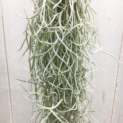 希少 エアプランツ チランジア　ウスネオイデス 太葉　Tillandsia usneoides スパニッシュモス 4枚目の画像