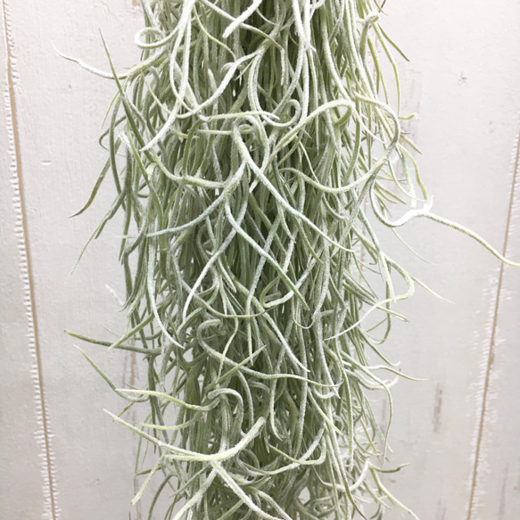 希少 エアプランツ チランジア　ウスネオイデス 太葉　Tillandsia usneoides スパニッシュモス 4枚目の画像