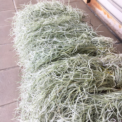 希少 エアプランツ チランジア　ウスネオイデス 太葉　Tillandsia usneoides スパニッシュモス 14枚目の画像