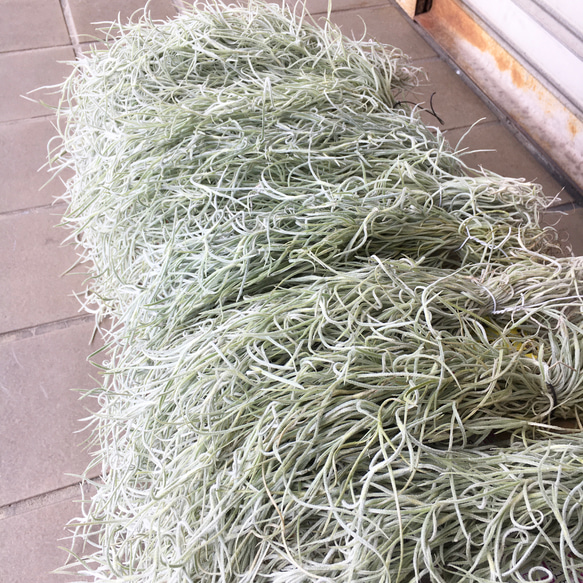 希少 エアプランツ チランジア　ウスネオイデス 太葉　Tillandsia usneoides スパニッシュモス 14枚目の画像