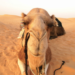 チュニジア布×帆布＊リゾトートバッグ（砂漠のオアシス・マスタード） 10枚目の画像