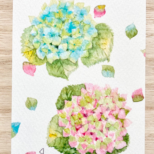 透明水彩画「優しい紫陽花」ポストカード3枚セット イラスト