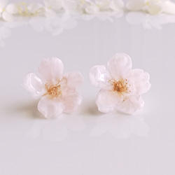 【1点のみ】Everpink Sakura. 本物のお花 桜のスタッドピアス（14kgfゴールドフィルド）アレルギー対応 5枚目の画像