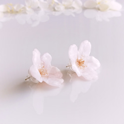 【1点のみ】Everpink Sakura. 本物のお花 桜のスタッドピアス（14kgfゴールドフィルド）アレルギー対応 7枚目の画像