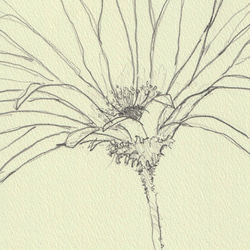 Flower　-スケッチ-（額縁付き 3枚目の画像