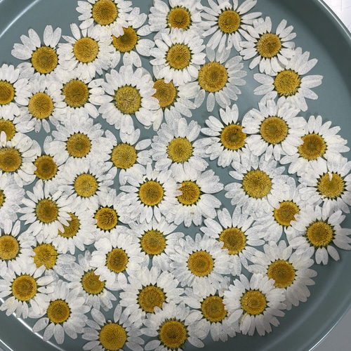 【訳あり】押し花　ノースポール　O-097 押し花ノースポール訳あり50枚 その他素材 花mizuki 通販