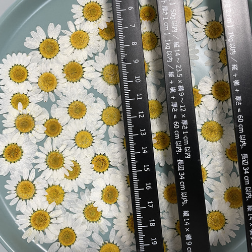 【訳あり】押し花　ノースポール　O-097 訳あり】押し花 ノースポール O-097 押し花ノースポール訳あり50枚