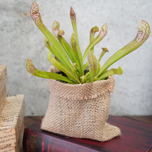 カラフルな食虫植物！サラセニア”スカーレットベル”◆食虫植物　ギフト 3枚目の画像