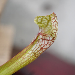 カラフルな食虫植物！サラセニア”スカーレットベル”◆食虫植物　ギフト 7枚目の画像