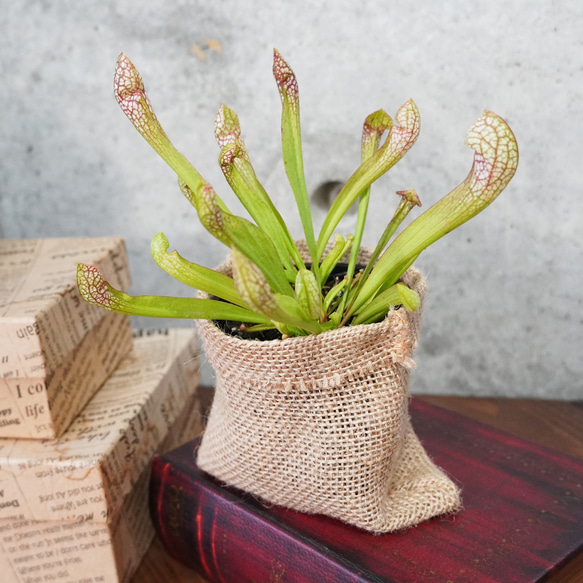 カラフルな食虫植物！サラセニア”スカーレットベル”◆食虫植物　ギフト 2枚目の画像