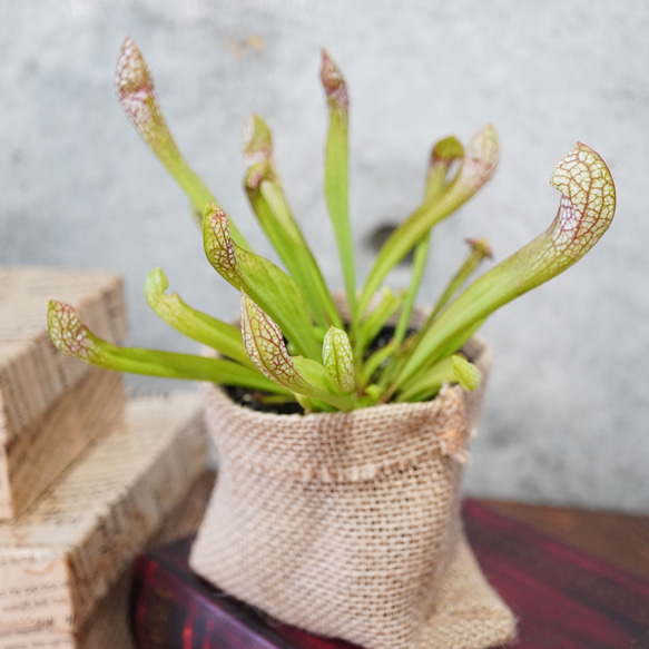 カラフルな食虫植物！サラセニア”スカーレットベル”◆食虫植物　ギフト 4枚目の画像