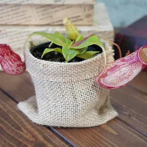 人気の食虫植物！ウツボカズラ◇ネペンテス ギフト 夏 アートフラワー