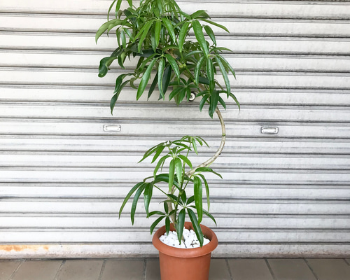 大型　シェフレラ　アンガスティフォリア　S字仕立て　陶器鉢　植え込み発送 45629aad839c1a0ba88761a786abdc