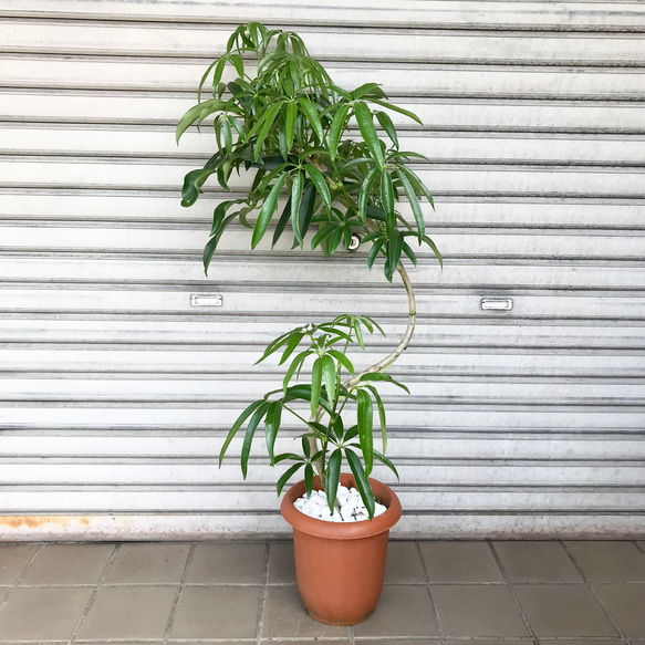 希少 曲がり♡ S字シェイプ♡ シェフレラ アンガスティフォリア 7号鉢