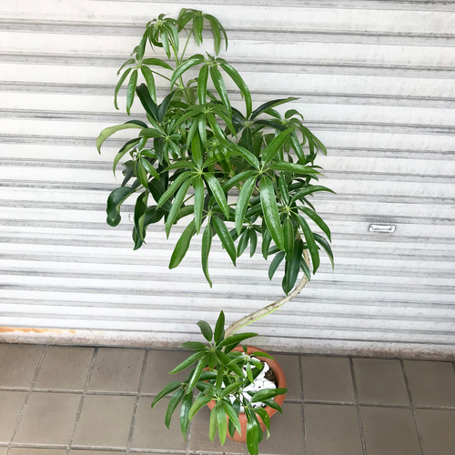 【現品】シェフレラ・アンガスティフォリア　曲がり　7号　茶鉢（2） 観葉植物》 シェフレラ「アンガスティフォリア」 7号鉢 受け皿