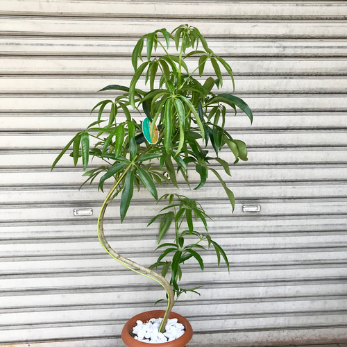 希少 曲がり♡ S字シェイプ♡ シェフレラ アンガスティフォリア 7号鉢