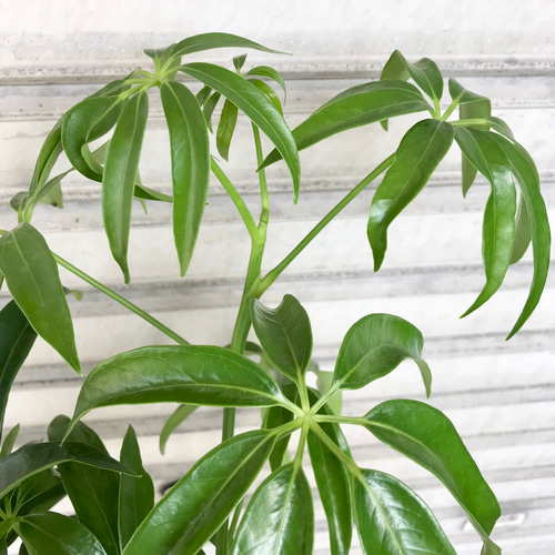 希少 曲がり♡ S字シェイプ♡ シェフレラ アンガスティフォリア