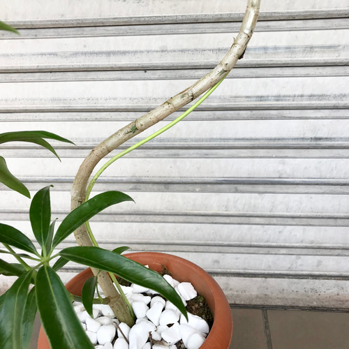 希少 曲がり♡ S字シェイプ♡ シェフレラ アンガスティフォリア 7号鉢