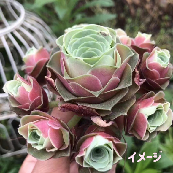 多肉植物 グリーノビア 血桜 カット苗 3cm 1苗1200円 多肉植物 愛多肉