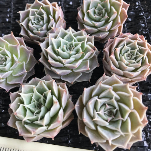 新品種 多肉植物 エケベリア まつげ 小苗 1苗1500円 多肉植物 愛多肉