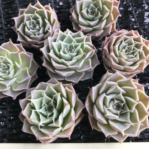 新品種 多肉植物 エケベリア まつげ 小苗 1苗1500円 多肉植物 愛多肉