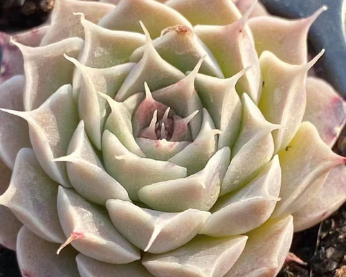 実生苗　多肉植物　エケベリア　⑬ e7168302ca4d580c73b25c413495cc