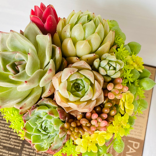 多肉植物寄せ植え そのまま飾れる 3つセット♪︎* - メルカリ