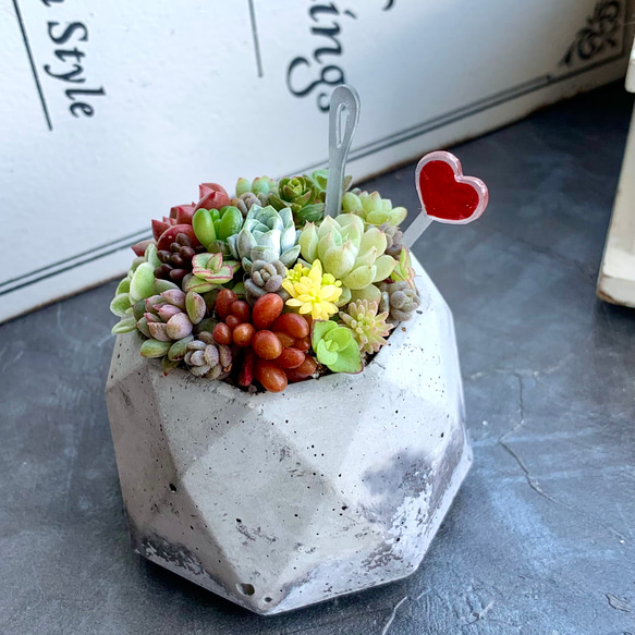 多肉 寄せ植え セメント鉢 セダム 観葉植物 乙女心 ちま寄せ そのまま