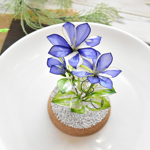 植物標本 XXL】クレマチス Clematis 青 ハーバリウム・植物標本 風碧