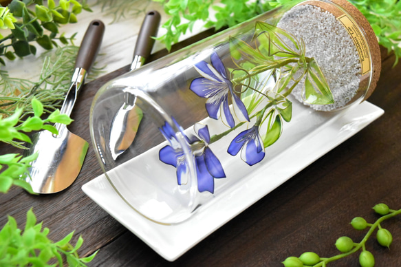 植物標本 XXL】クレマチス Clematis 青 ハーバリウム・植物標本 風碧