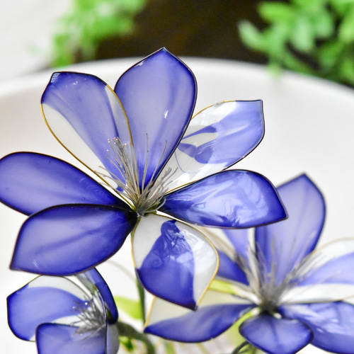 植物標本 XXL】クレマチス Clematis 青 ハーバリウム・植物標本 風碧