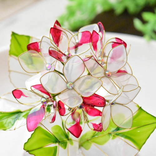 植物標本 XL】一房紫陽花(ひとふさあじさい) hydrangea 紅白混合