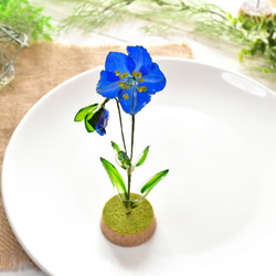 【植物標本 M】メコノプシス Meconopsis 5枚目の画像