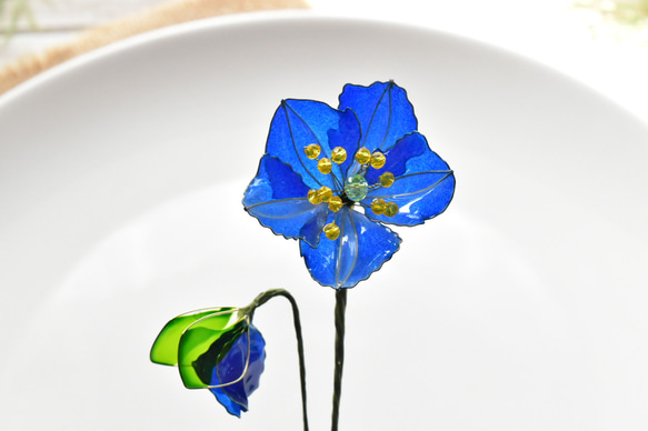 【植物標本 M】メコノプシス Meconopsis 6枚目の画像