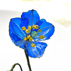 【植物標本 M】メコノプシス Meconopsis 8枚目の画像