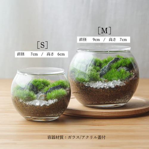 キツネ_渓流の風景 Bowl S《苔テラリウム・コケリウム