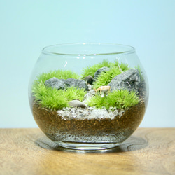 キャンプのある暮らし① 苔リウム テント キャンピングカー コケ