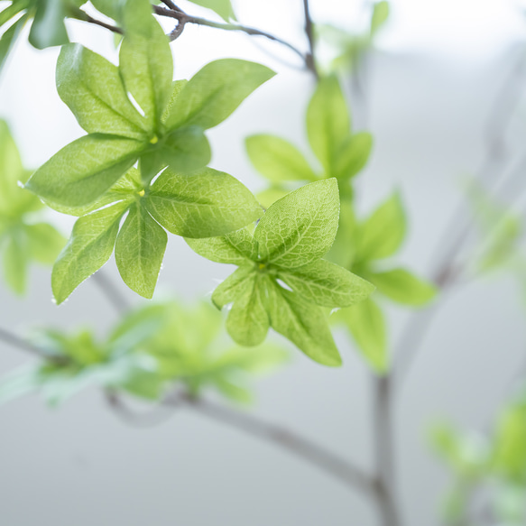 【お手入れ不要な観葉植物】ドウダンツツジ（インテリアグリーン）マジカルウォーターアレンジ＊ 引越し祝いにも＊ 2枚目の画像